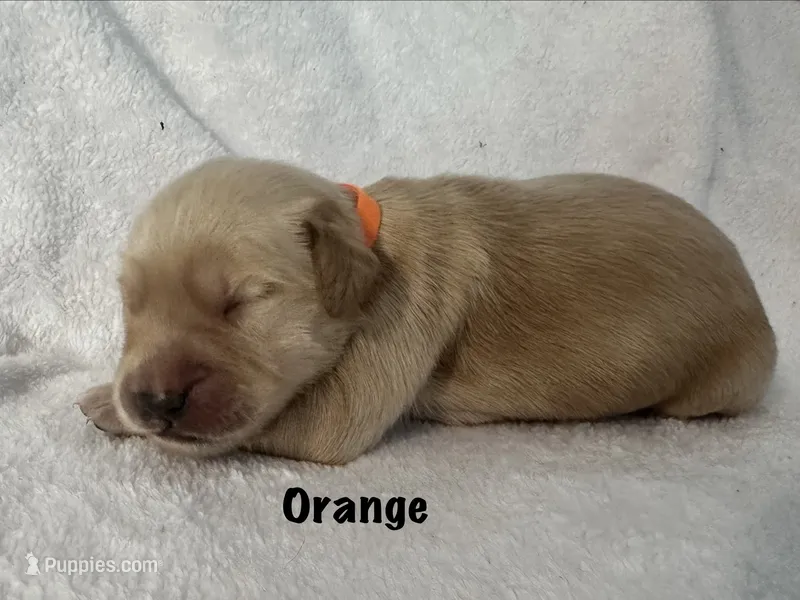Mr. Orange  – Golden Retriever puppy for sale in Hudson, NC