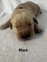 Mr. Black , a male Golden Retriever for sale in Hudson, NC – 2 of 3