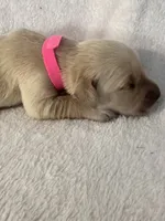 Ms.Pink , a female Golden Retriever for sale in Hudson, NC – 4 of 5