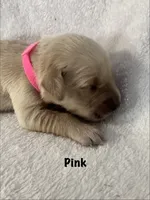 Ms.Pink , a female Golden Retriever for sale in Hudson, NC – 3 of 5