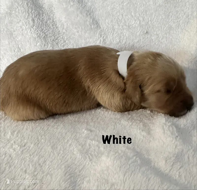 Ms. White  – Golden Retriever puppy for sale in Hudson, NC