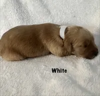 Ms. White , a female Golden Retriever for sale in Hudson, NC – 1 of 3