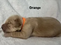 Mr. Orange , a female Golden Retriever for sale in Hudson, NC – 4 of 5