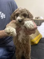 Lily, a female Miniature Goldendoodle for sale in Los Angeles, CA – Photo 2 of 2