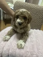 Lily, a female Miniature Goldendoodle for sale in Los Angeles, CA – Photo 1 of 2