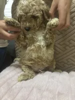 Sunny, a female Miniature Goldendoodle for sale in Los Angeles, CA – Photo 2 of 2