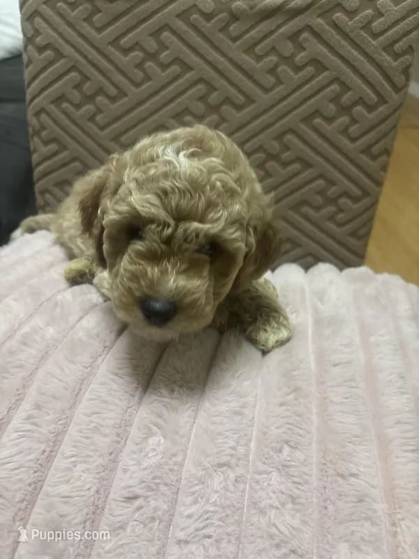 Sunny, a female Miniature Goldendoodle for sale in Los Angeles, CA – Photo 1 of 2