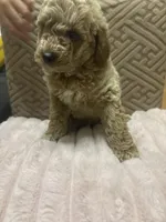 Bangsy, a male Miniature Goldendoodle for sale in Los Angeles, CA – Photo 1 of 2