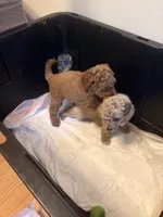 Mini Golden Doodle , a male Miniature Goldendoodle for sale in Los Angeles, CA – Photo 3 of 6