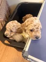 Mini Golden Doodle , a male Miniature Goldendoodle for sale in Los Angeles, CA – Photo 4 of 6