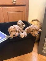 Mini Golden Doodle , a male Miniature Goldendoodle for sale in Los Angeles, CA – Photo 6 of 6