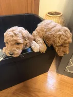 Mini Golden Doodle , a male Miniature Goldendoodle for sale in Los Angeles, CA – Photo 5 of 6