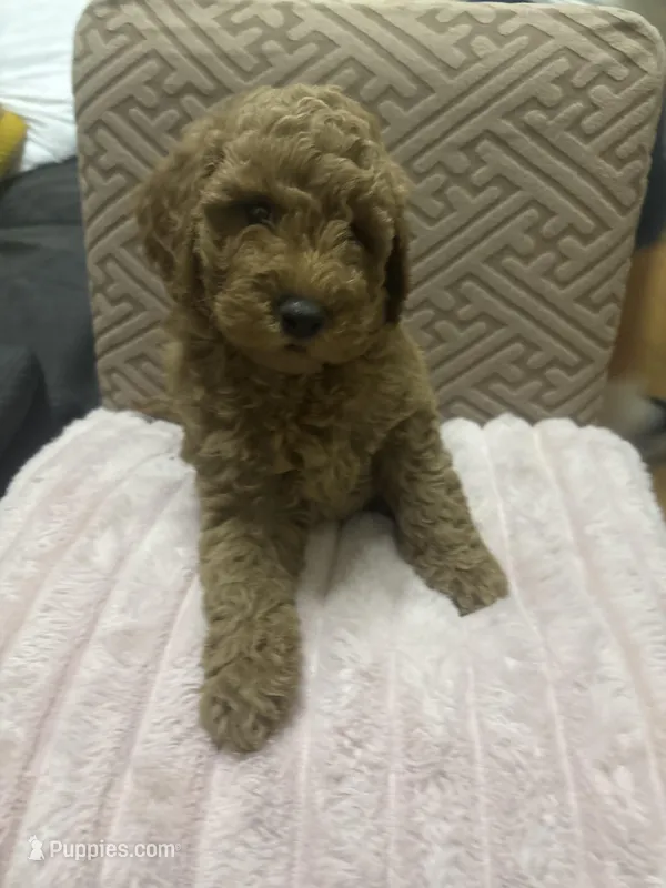 Gordo, a male Miniature Goldendoodle for sale in Los Angeles, CA – Photo 1 of 2