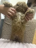 Molly, a female Miniature Goldendoodle for sale in Los Angeles, CA – Photo 2 of 2