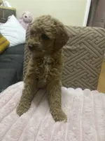 Molly, a female Miniature Goldendoodle for sale in Los Angeles, CA – Photo 1 of 2