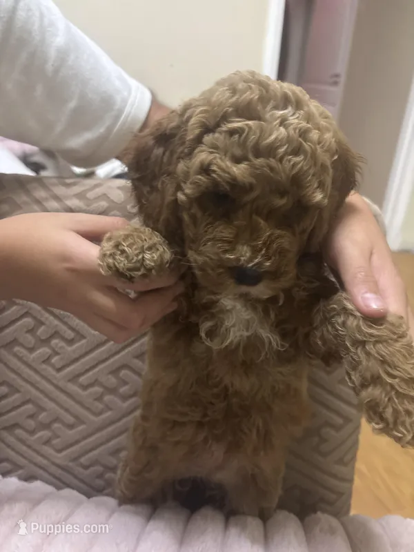 Sandy, a female Miniature Goldendoodle for sale in Los Angeles, CA – Photo 1 of 1