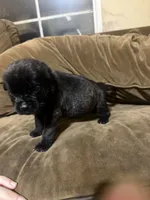 Bonnie, a female Cane Corso for sale in Brookville, IN – 5 of 5