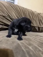 Clyde, a male Cane Corso for sale in Brookville, IN – 4 of 6