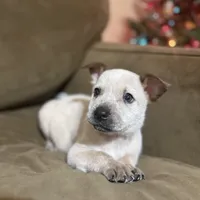 Red, a male Australian Cattle Dog for sale in Brookville, IN – Photo 9 of 10