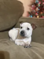 Red, a male Australian Cattle Dog for sale in Brookville, IN – Photo 9 of 10