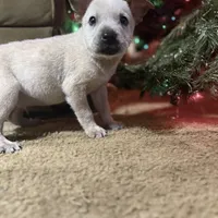 Red, a male Australian Cattle Dog for sale in Brookville, IN – Photo 1 of 10