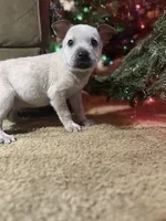 Red, a male Australian Cattle Dog for sale in Brookville, IN – Photo 1 of 10