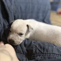 Red, a male Australian Cattle Dog for sale in Brookville, IN – Photo 3 of 10