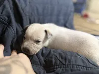 Red, a male Australian Cattle Dog for sale in Brookville, IN – Photo 3 of 10
