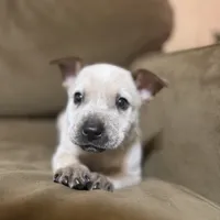 Red, a male Australian Cattle Dog for sale in Brookville, IN – Photo 8 of 10