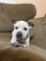 Red, a male Australian Cattle Dog for sale in Brookville, IN – Photo 8 of 10