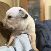 Red, a male Australian Cattle Dog for sale in Brookville, IN – Photo 4 of 10