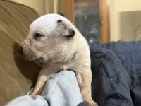 Red, a male Australian Cattle Dog for sale in Brookville, IN – Photo 4 of 10