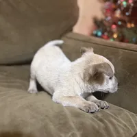Red, a male Australian Cattle Dog for sale in Brookville, IN – Photo 10 of 10