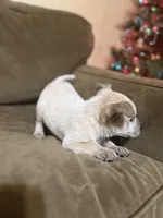 Red, a male Australian Cattle Dog for sale in Brookville, IN – Photo 10 of 10