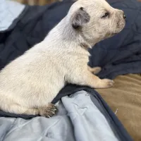 Red, a male Australian Cattle Dog for sale in Brookville, IN – Photo 6 of 10