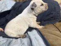 Red, a male Australian Cattle Dog for sale in Brookville, IN – Photo 6 of 10