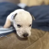 Red, a male Australian Cattle Dog for sale in Brookville, IN – Photo 2 of 10