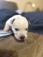 Red, a male Australian Cattle Dog for sale in Brookville, IN – Photo 2 of 10