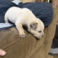 Red, a male Australian Cattle Dog for sale in Brookville, IN – Photo 5 of 10