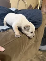 Red, a male Australian Cattle Dog for sale in Brookville, IN – Photo 5 of 10