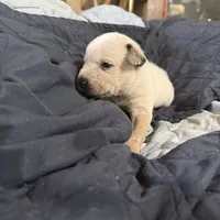 Red, a male Australian Cattle Dog for sale in Brookville, IN – Photo 7 of 10