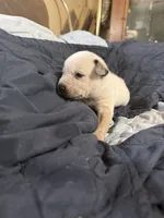 Red, a male Australian Cattle Dog for sale in Brookville, IN – Photo 7 of 10