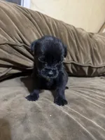 Clyde, a male Cane Corso for sale in Brookville, IN – 6 of 6
