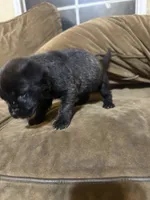 Bonnie, a female Cane Corso for sale in Brookville, IN – 2 of 5
