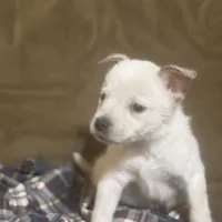 Smoke, a male Australian Cattle Dog for sale in Brookville, IN – Photo 9 of 9