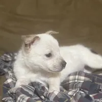 Smoke, a male Australian Cattle Dog for sale in Brookville, IN – Photo 8 of 9