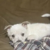 Smoke, a male Australian Cattle Dog for sale in Brookville, IN – Photo 5 of 9
