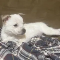 Smoke, a male Australian Cattle Dog for sale in Brookville, IN – Photo 7 of 9