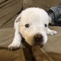 Smoke, a male Australian Cattle Dog for sale in Brookville, IN – Photo 4 of 9