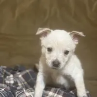 Smoke, a male Australian Cattle Dog for sale in Brookville, IN – Photo 1 of 9